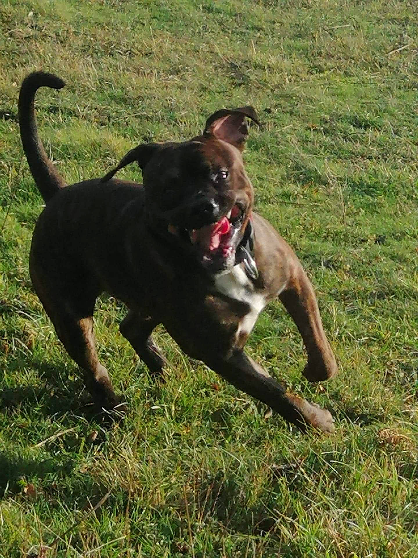 Thanos participe au concours pour gagner de l'argent avec cette photo : alaunt, american_pit_bull_terrier, borador, canidae, carnivore, dog, dog_breed, grass, hunting_dog, labrador_retriever, mammal, patterdale_terrier, plant, rare_breed_dog, sporting_group, tail, vertebrate, working_dog