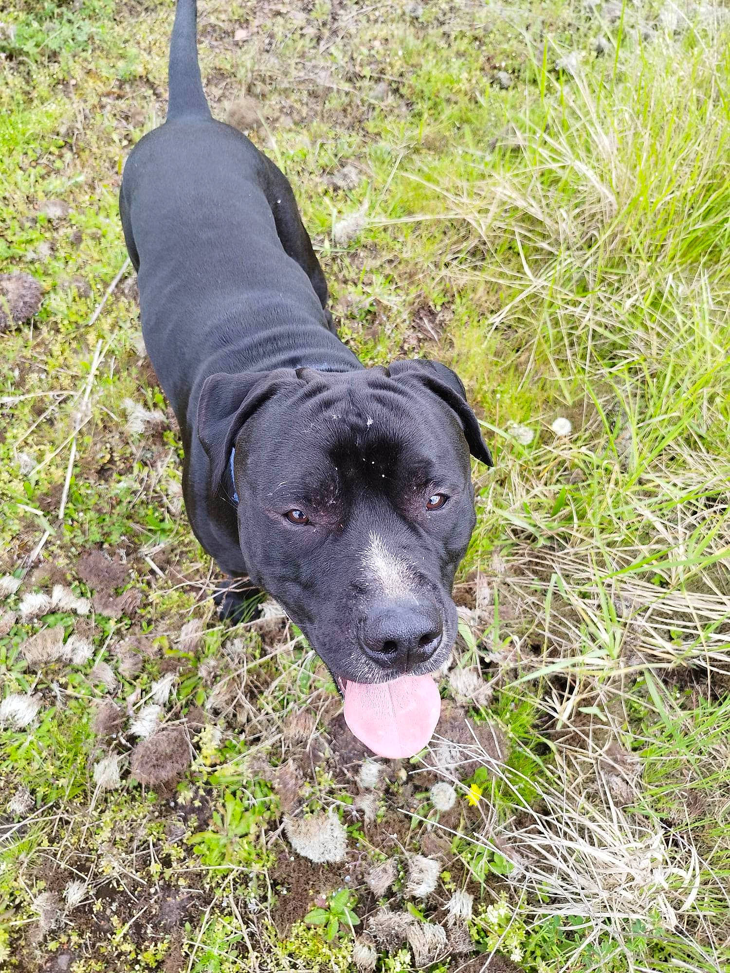 Black a rejoint le concours — aidez-le/la à gagner de superbes lots ! borador, canidae, carnivore, collar, companion_dog, dog, dog_breed, dog_collar, dog_supply, grass, gun_dog, liver, personal_protective_equipment, plant, pointing_breed, retriever, sporting_group, tail, terrestrial_animal, working_animal