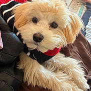 Corey is registered to the contest to win money with this photo: puppy, dog, cute, fluffy, pet, indoor, couch, leather, sweater, cozy, close_up, fur, animal, companion, resting, adorable, young, eyes, portrait, comfort