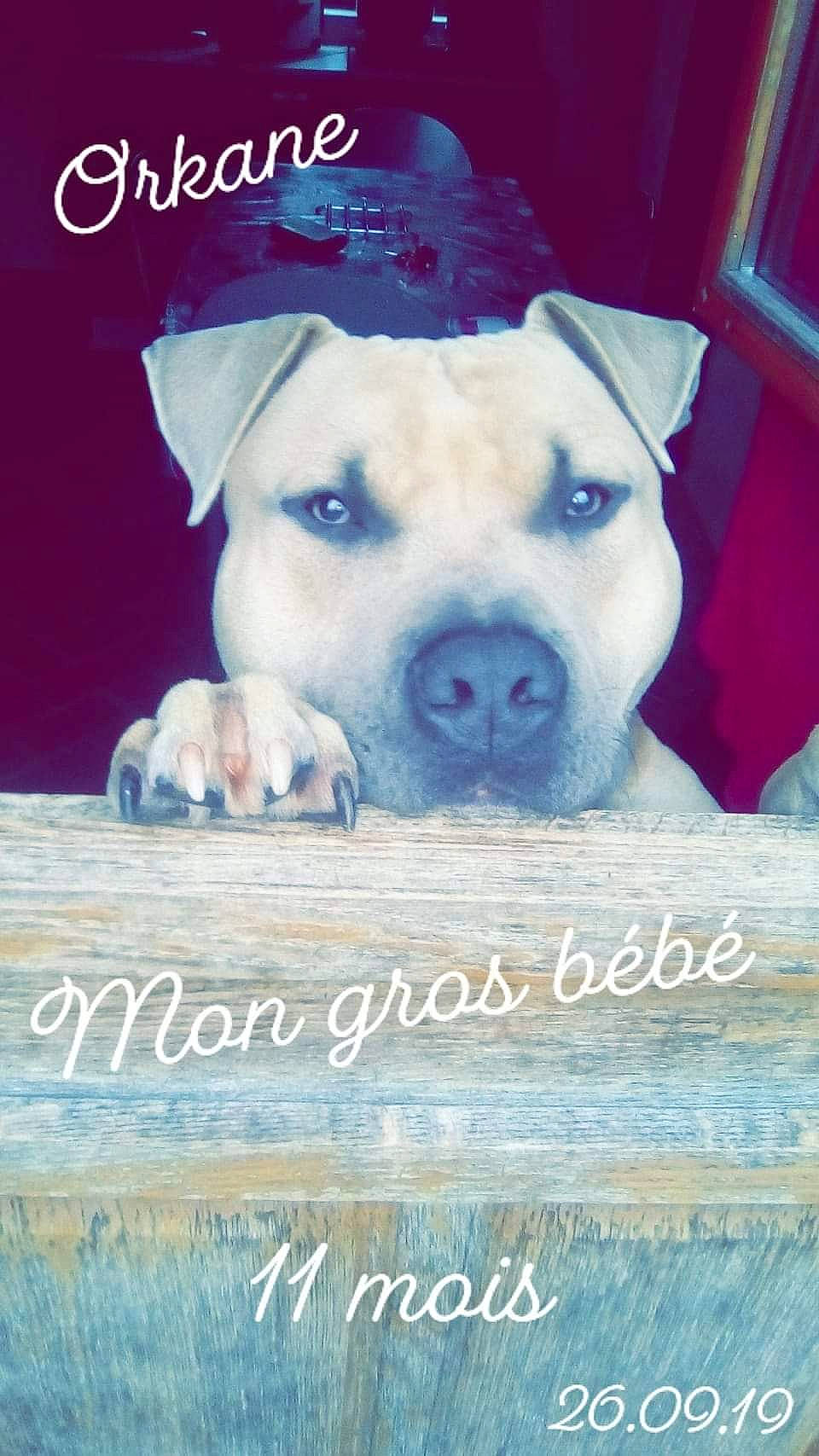 Orkane participe au concours pour gagner de l'argent avec cette photo : advertising, ancient_dog_breeds, canidae, carnivore, collar, companion_dog, dog, dog_breed, dogo_argentino, font, guard_dog, happy, hat, photo_caption, poster, publication, puppy_love, snout, sporting_group, working_animal