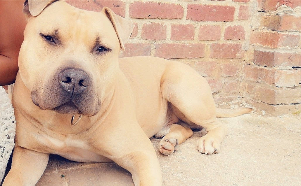 Orkane a rejoint le concours — aidez-le/la à gagner de superbes lots ! ancient_dog_breeds, brick, brickwork, carnivore, collar, companion_dog, dog, dog_breed, dog_collar, dog_supply, dogo_argentino, fawn, foot, molosser, paw, snout, terrestrial_animal, whiskers, working_animal, working_dog