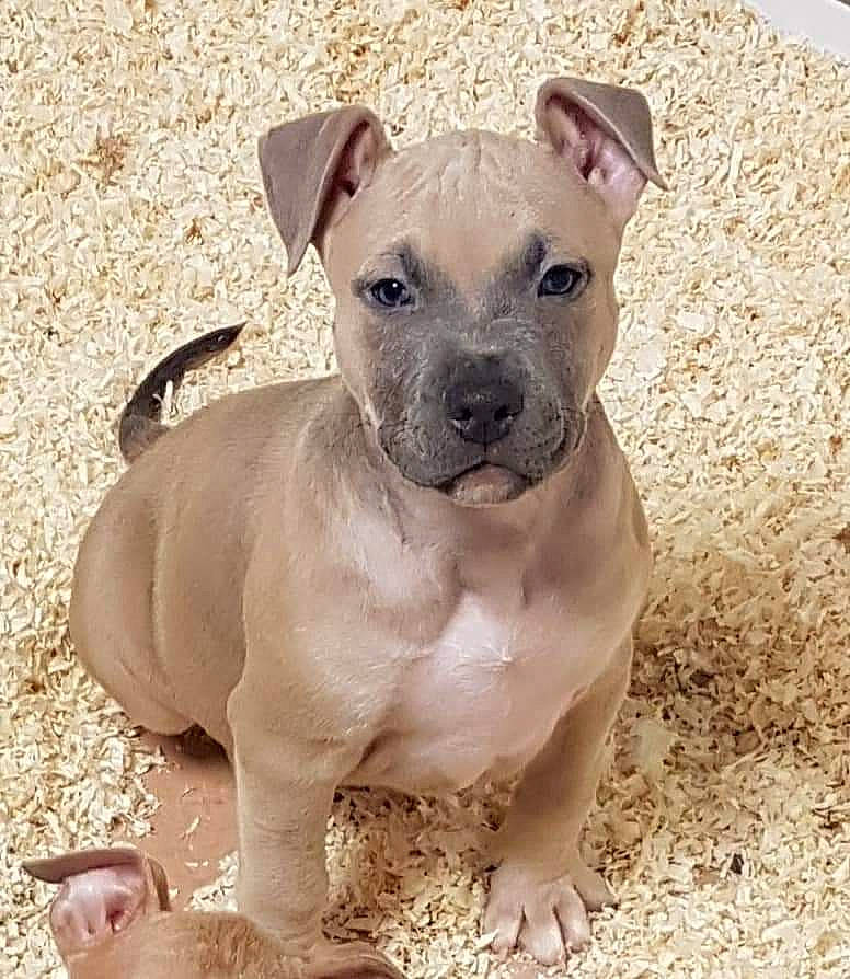 Orkane participe au concours pour gagner de l'argent avec cette photo : bulldog, canidae, carnivore, collar, companion_dog, dog, dog_breed, dog_collar, fawn, non_sporting_group, paw, pet_supply, puppy, snout, sporting_group, terrestrial_animal, toy_dog, whiskers, working_animal, wrinkle