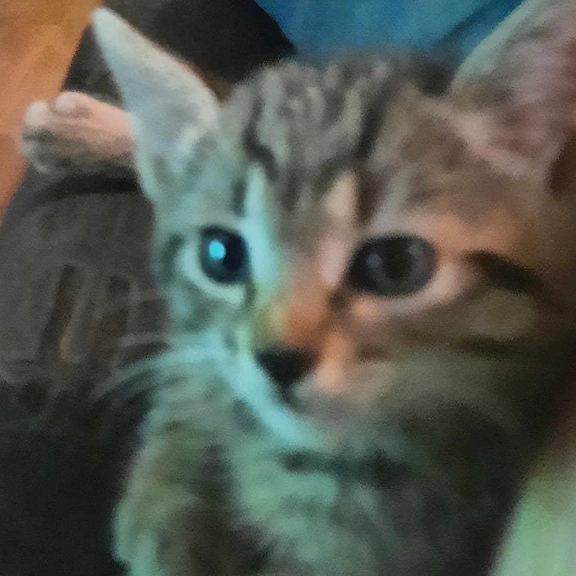 Tyson participe au concours pour gagner de l'argent avec cette photo : animal, blur, cat, close_up, curious, cute, domestic_cat, feline, fur, indoor, kitten, mammal, paws, pet, resting, small_animal, soft, tabby, whiskers, young_animal