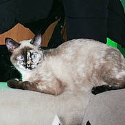 Hamaya participe au concours pour gagner de l'argent avec cette photo : asian, balinese, burmilla, carnivore, cat, eye, fawn, felidae, german_rex, javanese, kitten, mammal, oriental_longhair, siamese, small_to_medium_sized_cats, snowshoe, thai, tonkinese, vertebrate, whiskers