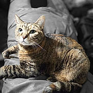 Princess joined the competition — help win amazing prizes! cat, tabby_cat, feline, pet, animal, fur, whiskers, ears, couch, leather, indoor, relaxed, resting, domestic_animal, mammal, closeup, portrait, household, cozy, soft_light