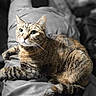 cat, tabby_cat, feline, pet, animal, fur, whiskers, ears, couch, leather, indoor, relaxed, resting, domestic_animal, mammal, closeup, portrait, household, cozy, soft_light