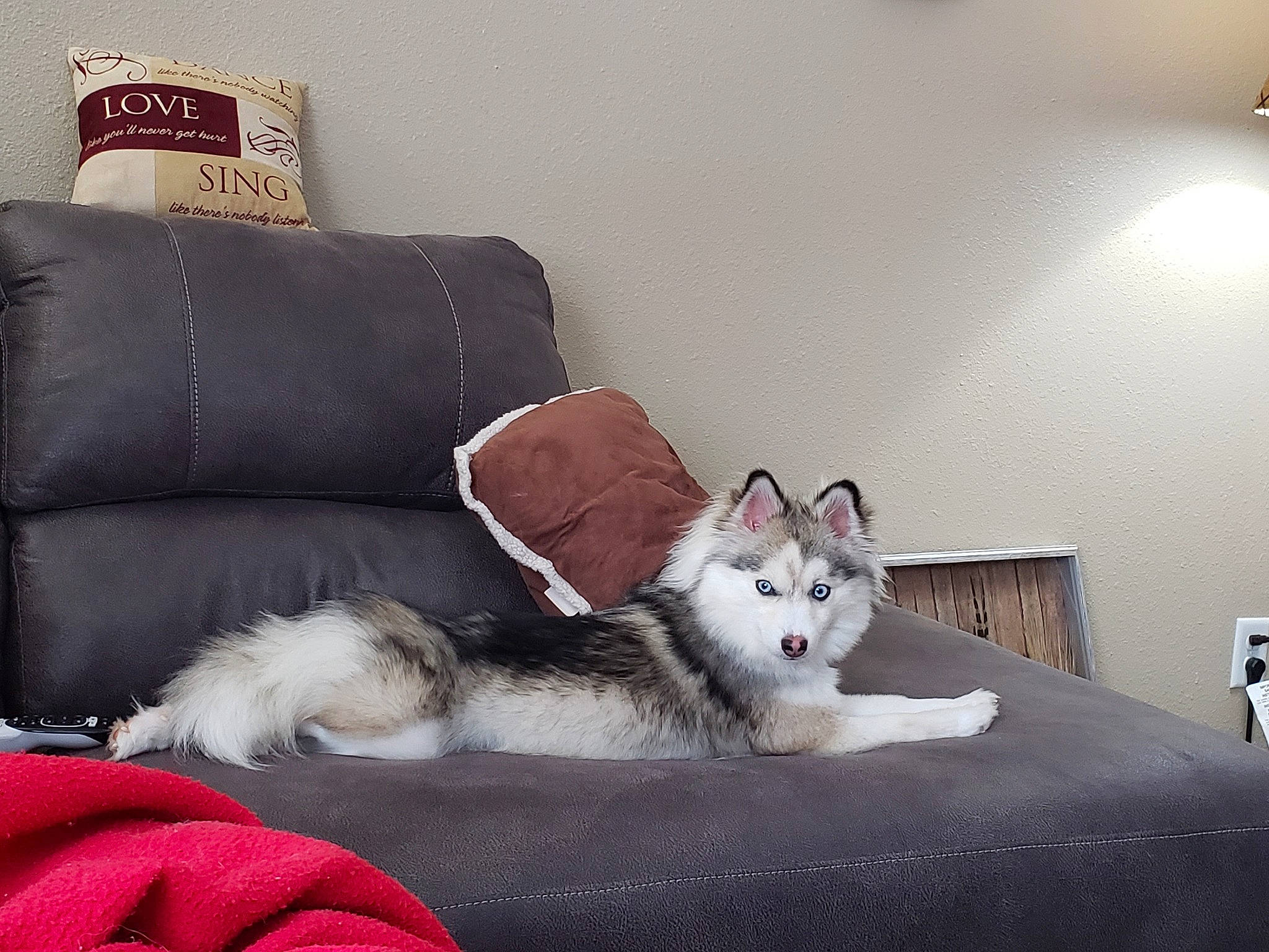 Breezy is registered to the contest to win money with this photo: canidae, carnivore, cat, comfort, couch, felidae, fur, furniture, kitten, norwegian_forest_cat, paw, persian, ragamuffin, room, small_to_medium_sized_cats, tail, whiskers