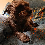 George joined the competition — help win amazing prizes! blanket, brown_fur, closeup, couch, cozy, dog, fur, home, indoor, muzzle, patterned_blanket, paw, pet, portrait, resting, sleepy, small_dog, textile, warm_lighting, whiskers