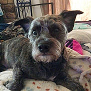 George joined the competition — help win amazing prizes! dog, pet, blanket, bed, pillow, indoor, portrait, fur, nose, eyes, ears, muzzle, close_up, canine, treat, bone, curtain, home, cozy, companion