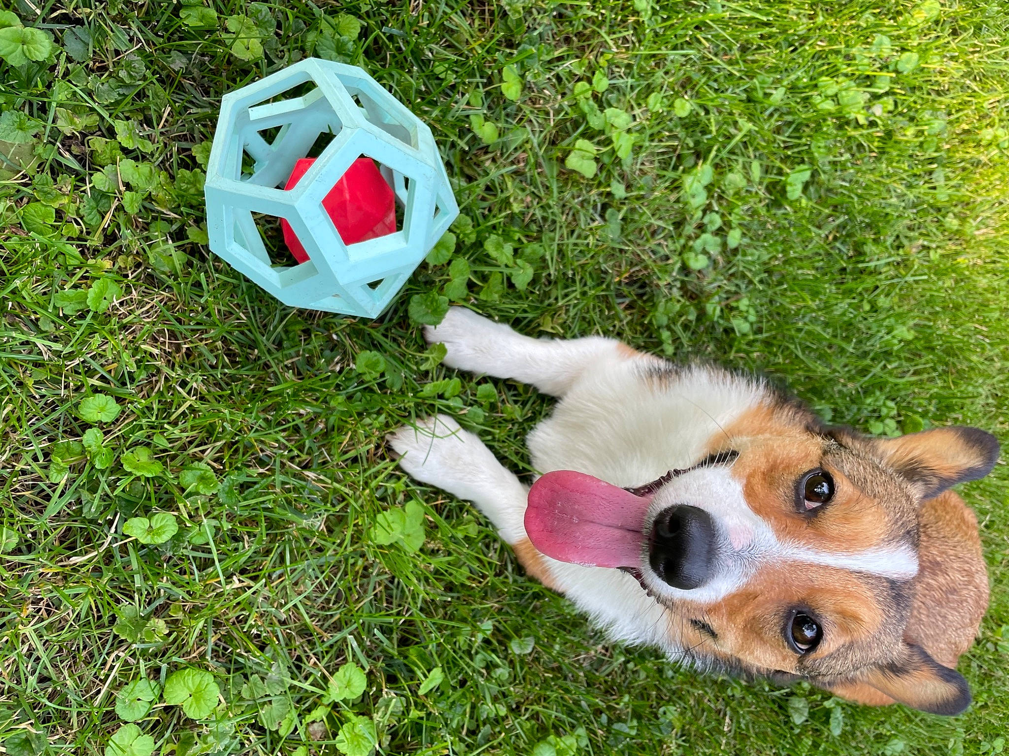 Almond joined the competition — help win amazing prizes! ball, carnivore, chair, companion_dog, dog, dog_breed, dog_supply, fawn, football, fun, glove, grass, lawn, plant, recreation, soccer_ball, sports_equipment, sports_gear, toy, working_animal