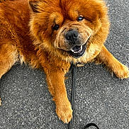 Maïko participe au concours pour gagner de l'argent avec cette photo : dog, chow_chow, fluffy, brown_fur, pet, animal, canine, smiling, leash, outdoor, asphalt, close_up, mammal, portrait, friendly, cute, paw, fur, tongue, happy