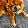 dog, chow_chow, fluffy, brown_fur, pet, animal, canine, smiling, leash, outdoor, asphalt, close_up, mammal, portrait, friendly, cute, paw, fur, tongue, happy