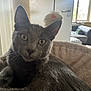 Binx is registered to the contest to win money with this photo: cat, gray_cat, pet, animal, indoor, cozy, bed, toy, window, furniture, curious, relaxed, ears, whiskers, face, closeup, domestic, home, soft_light, playful