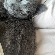Binx joined the competition — help win amazing prizes! cat, gray_cat, furry, pet, animal, sleepy, cozy, close_up, soft_fur, relaxed, indoor, whiskers, cute, resting, domestic_cat, feline, nap, comfort, bed, blanket