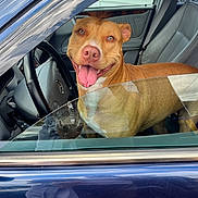 Ayma participe au concours pour gagner de l'argent avec cette photo : blue_car, car, dog, driver_seat, happy, leather_seats, open_window, outdoor, parking_lot, passenger_seat, photographer, pit_bull, portrait, red_shoes, reflection, smiling, steering_wheel, sunlight, tongue_out, vehicle