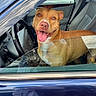 blue_car, car, dog, driver_seat, happy, leather_seats, open_window, outdoor, parking_lot, passenger_seat, photographer, pit_bull, portrait, red_shoes, reflection, smiling, steering_wheel, sunlight, tongue_out, vehicle
