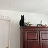 Blair joined the competition — help win amazing prizes! black_cat, cat, feline, pet, wooden_cabinet, furniture, indoor, home_interior, white_wall, door, door_knob, decor, picture_frames, vase, curious_eyes, animal, perched, looking, still_life, domestic