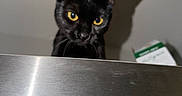 Blair joined the competition — help win amazing prizes! black_cat, cat, pet, animal, yellow_eyes, curious, shadow, metal_surface, indoor, close_up, ears, whiskers, feline, looking, wall, box, background, domestic_animal, mystery, curiosity