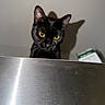 black_cat, cat, pet, animal, yellow_eyes, curious, shadow, metal_surface, indoor, close_up, ears, whiskers, feline, looking, wall, box, background, domestic_animal, mystery, curiosity