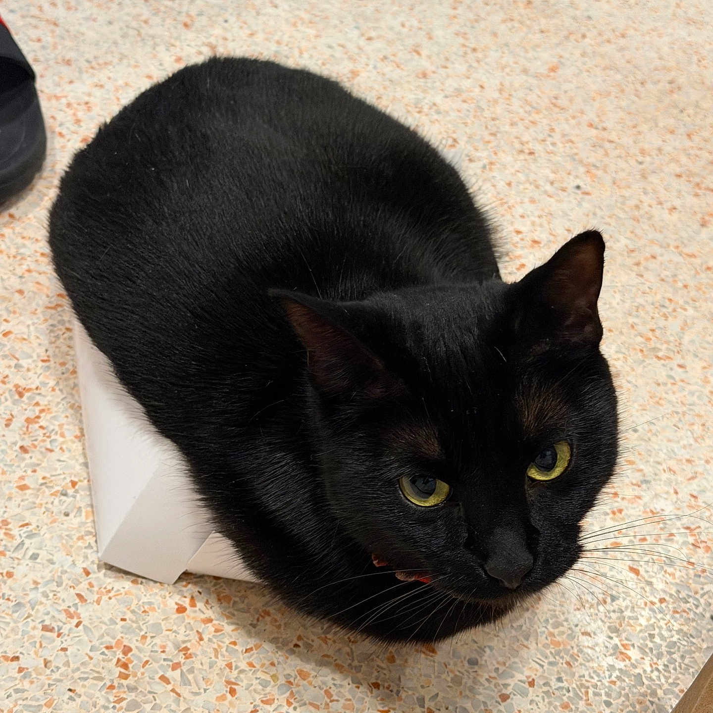 Blair joined the competition — help win amazing prizes! black_cat, cat, pet, animal, indoor, box, floor, yellow_eyes, fur, whiskers, curious, loaf_position, small_box, speckled_floor, domestic_cat, feline, cozy, resting, cute, closeup