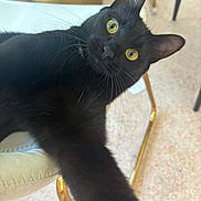 Blair is registered to the contest to win money with this photo: black_cat, cat, yellow_eyes, pet, indoor, chair, furniture, floor, curious, whiskers, close_up, animal, mammal, domestic_cat, looking_at_camera, portrait, playful, household, feline, tabby