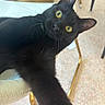 black_cat, cat, yellow_eyes, pet, indoor, chair, furniture, floor, curious, whiskers, close_up, animal, mammal, domestic_cat, looking_at_camera, portrait, playful, household, feline, tabby