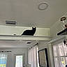 Blair is registered to the contest to win money with this photo: black_cat, cat, indoor, living_room, curtains, window, door, lamp, shelf, keys, picture_frame, vent, ceiling_light, furniture, cushion, blanket, decor, daylight, white_wall, peaceful