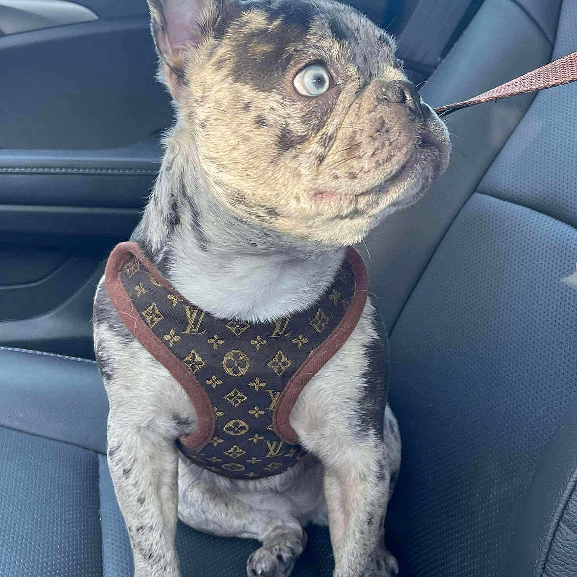 Doja is registered to the contest to win money with this photo: animal, blue_eyes, brown_harness, canine, car_interior, companion, curious, dog, domestic_animal, french_bulldog, harness, indoor, leather_seat, pet, portrait, seatbelt, side_view, sitting, small_dog, vehicle