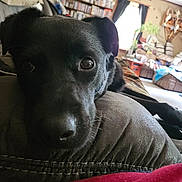 Minnie is registered to the contest to win money with this photo: animal, black_dog, bookshelf, canine, close_up, comfort, couch, cozy, curtains, dog, furniture, home, indoors, living_room, pet, plant, portrait, relaxing, resting, window