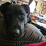dog, black_dog, close_up, living_room, couch, furniture, bookshelf, plant, window, curtains, relaxing, pet, indoors, cozy, home, resting, canine, animal, portrait, comfort