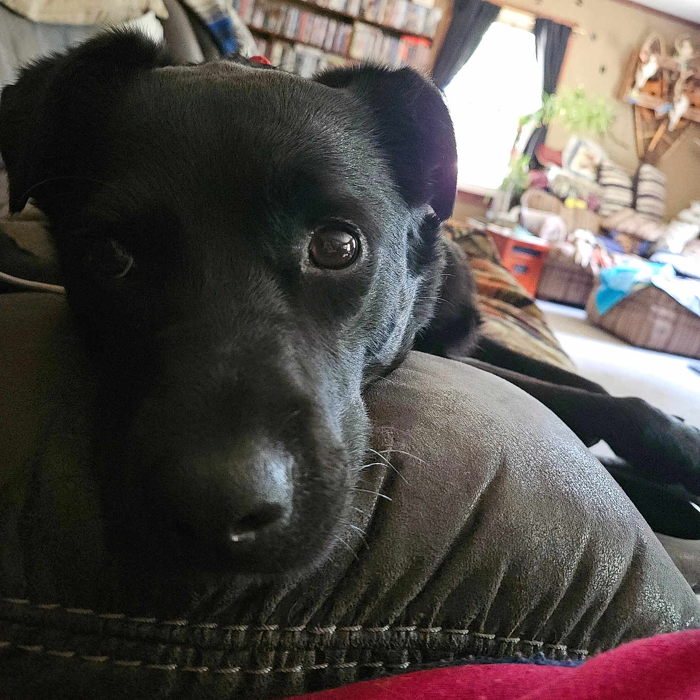 Minnie