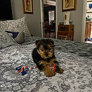 Rollo is registered to the contest to win money with this photo: bed, bedspread, cushion, cute, decor, dog, door, furniture, indoor, painting, pattern, paw, pet, puppy, quilt, room, rope_toy, toy, window, wooden_furniture