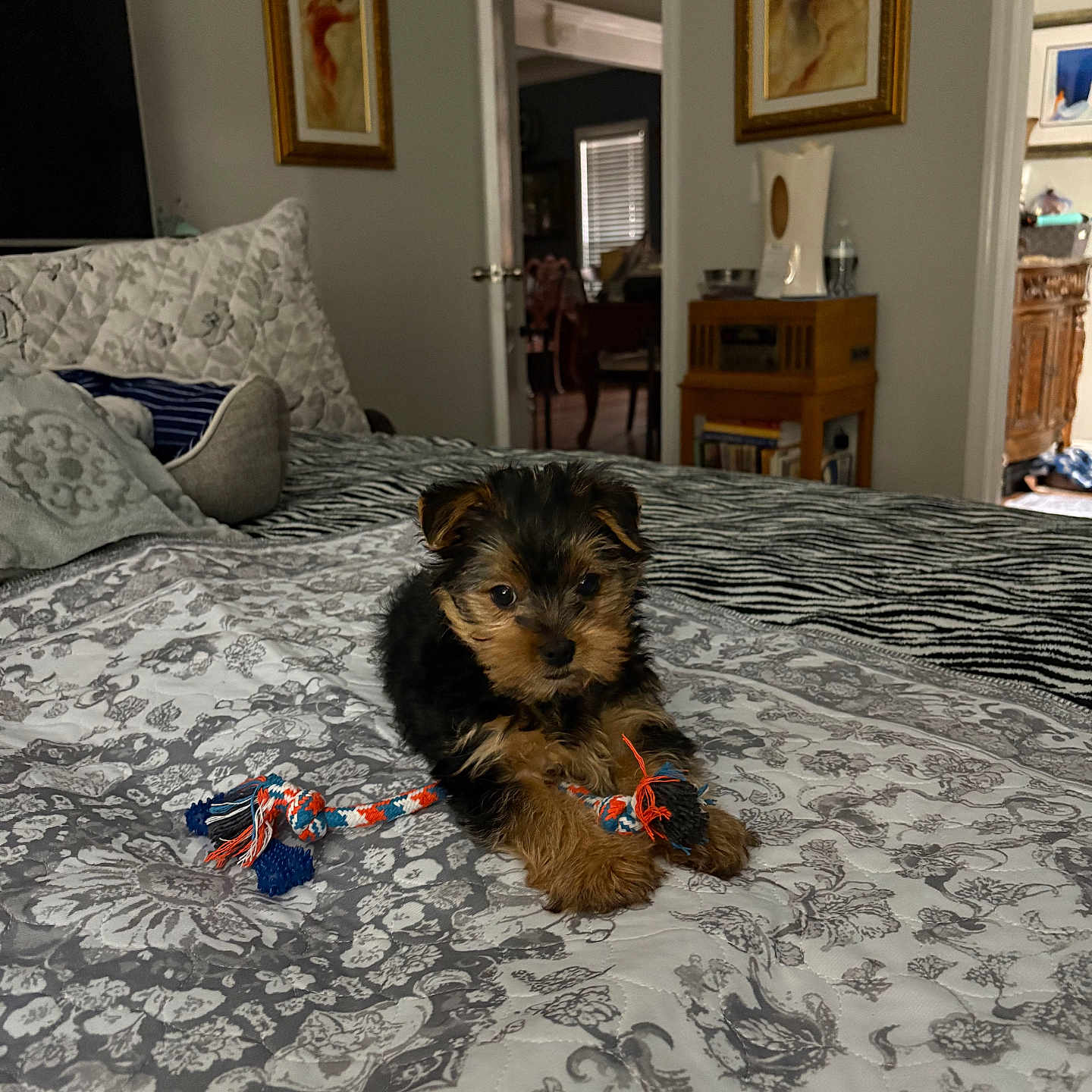 Rollo