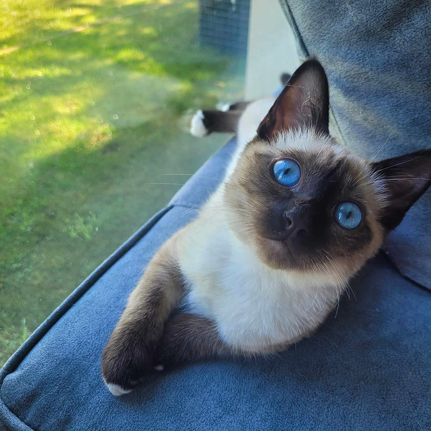 Titeuf a rejoint le concours — aidez-le/la à gagner de superbes lots ! siamese_cat, blue_eyes, cat, pet, feline, indoor, couch, fur, whiskers, relaxing, window, natural_light, close_up, animal, cute, looking_up, soft_texture, resting, domestic_animal, portrait