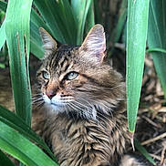 Happy a rejoint le concours — aidez-le/la à gagner de superbes lots ! cat, tabby, animal, pet, fur, whiskers, green_leaves, nature, outdoor, closeup, portrait, relaxed, feline, wildlife, eyes, mammal, leaf, garden, flora, resting