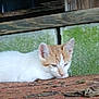 animal, cat, closeup, ears, face, feline, kitten, lying_down, mossy_bricks, nature, orange_and_white, outdoor, pet, quiet, resting, rustic, sleepy, whiskers, wooden_surface, young