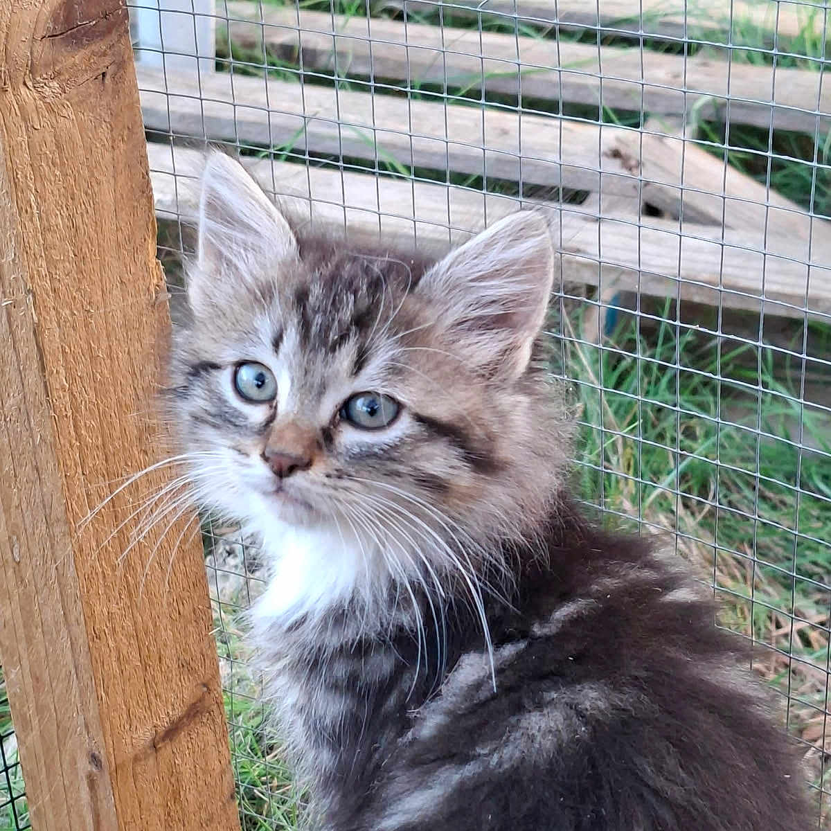 Alexa participe au concours pour gagner de l'argent avec cette photo : animal, blue_eyes, cat, close_up, curious, cute, fence, fluffy, fur, grass, kitten, nature, outdoor, pet, portrait, sitting, tabby, whiskers, wood, young