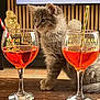 alcohol, animal, beer, beerglass, beverage, cat, cocktail, face, furniture, glass, goblet, hardwood, head, liquor, person, pet, table, tabletop, wine, wood