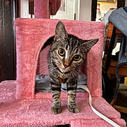 Lola joined the competition — help win amazing prizes! cat, kitten, tabby, pink_cat_tree, pet, curious, cute, indoor, feline, collar, butterfly_charm, whiskers, fur, playful, household, animal, domestic, pet_accessory, scratching_post, young_cat