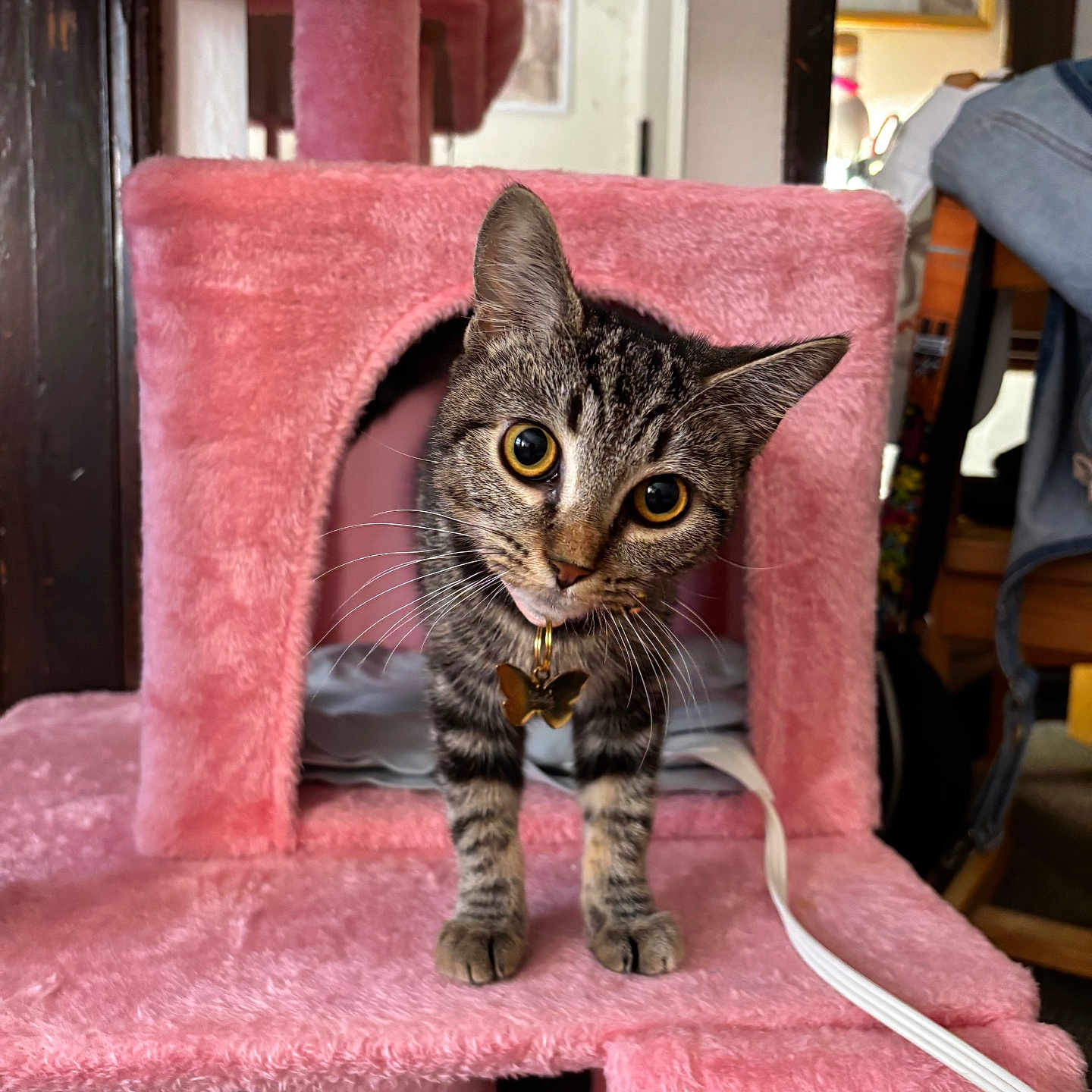 Lola joined the competition — help win amazing prizes! animal, butterfly_charm, cat, collar, curious, cute, domestic, feline, fur, household, indoor, kitten, pet, pet_accessory, pink_cat_tree, playful, scratching_post, tabby, whiskers, young_cat