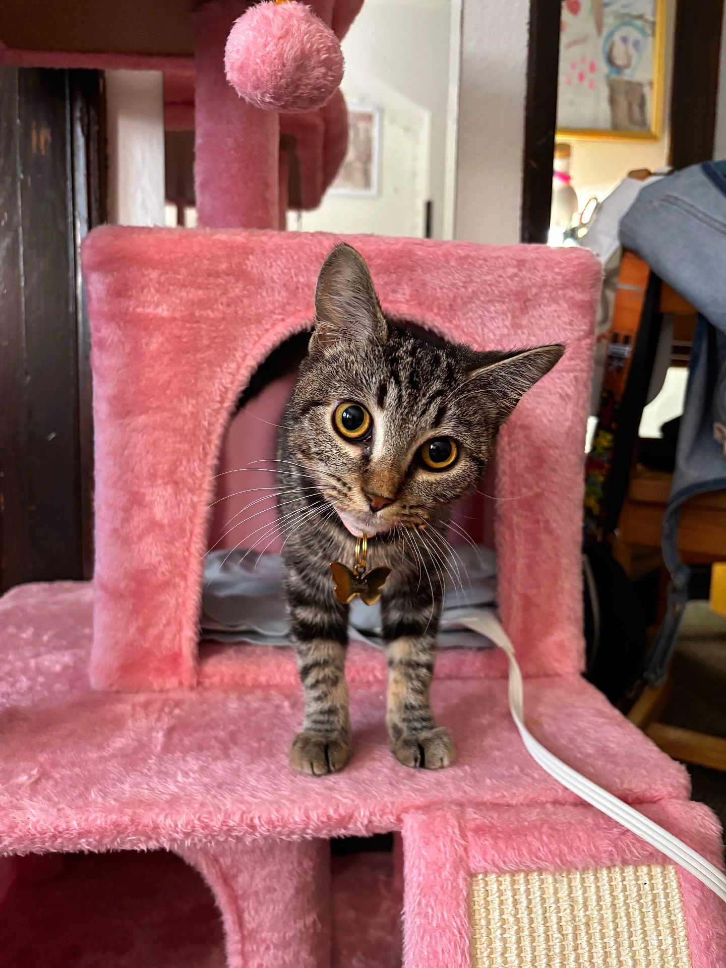 Lola joined the competition — help win amazing prizes! cat, kitten, tabby, pink_cat_tree, pet, curious, cute, indoor, feline, collar, butterfly_charm, whiskers, fur, playful, household, animal, domestic, pet_accessory, scratching_post, young_cat