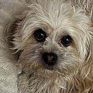 Sweetie joined the competition — help win amazing prizes! dog, pet, close_up, portrait, fur, eyes, nose, muzzle, whiskers, fluffy, small_breed, white_fur, tan_fur, brown_eyes, cozy, blanket, bed, indoor, looking_at_camera, cute