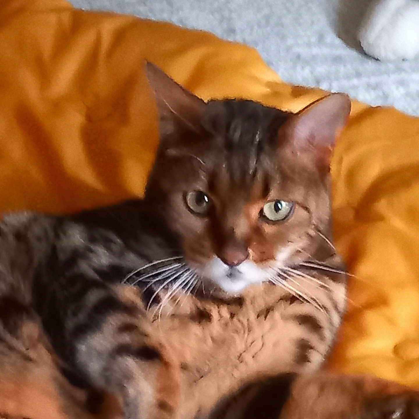 Tigrou a rejoint le concours — aidez-le/la à gagner de superbes lots ! abyssinian, animal, bed, blanket, cat, couch, face, furniture, head, kitten, manx, person, pet, siamese