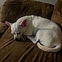 Bella joined the competition — help win amazing prizes! dog, white_dog, sleeping, couch, brown_couch, pet, indoor, resting, fur, canine, animal, cozy, quiet, peaceful, curled_up, home, relaxation, companion, domestic, nap
