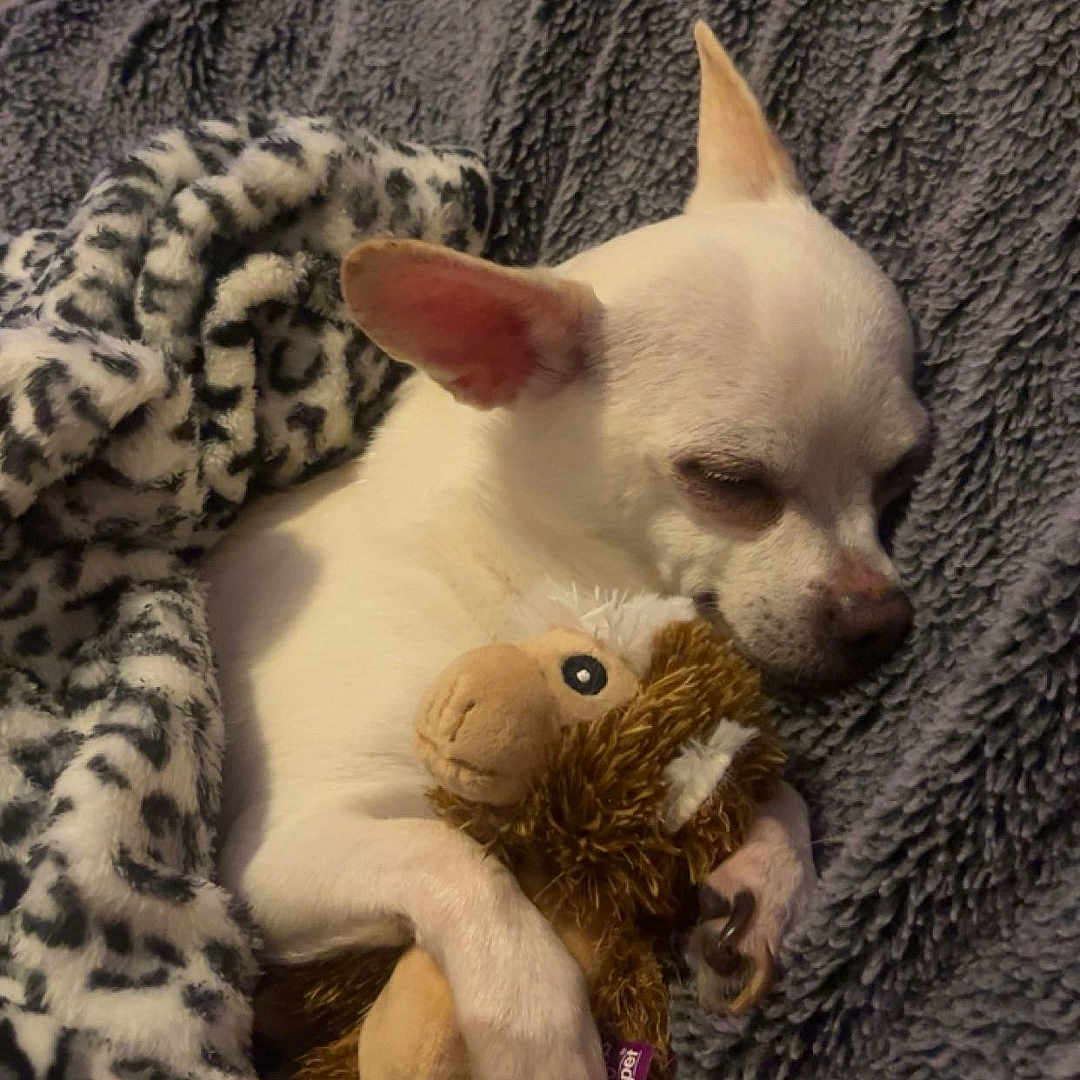 Bella is registered to the contest to win money with this photo: animal, bedtime, blanket, chihuahua, comfort, cozy, cute, dog, fur, home, indoor, nap, pet, plush_toy, relaxation, resting, sleeping, small_dog, soft_texture, stuffed_animal