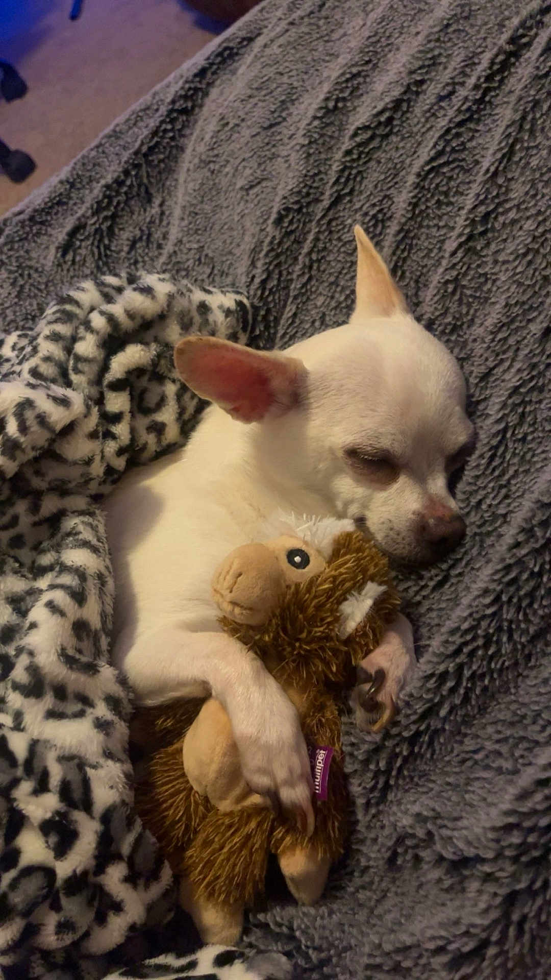 Bella is registered to the contest to win money with this photo: dog, chihuahua, sleeping, blanket, plush_toy, stuffed_animal, cozy, indoor, pet, fur, nap, cute, resting, animal, small_dog, soft_texture, home, comfort, relaxation, bedtime