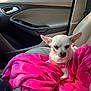 Bella is registered to the contest to win money with this photo: dog, chihuahua, pet, car_interior, blanket, pink, seat, small_dog, animal, cute, cozy, sunlight, leash, resting, domestic_animal, vehicle, window, door, fur, ears