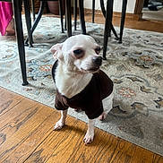 Bella is registered to the contest to win money with this photo: dog, small_dog, white_dog, pet, indoor, wooden_floor, rug, chair, table, furniture, brown_shirt, animal, floor, domestic_animal, looking_away, four_legs, expression, household, carpet, living_room