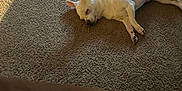 Bella joined the competition — help win amazing prizes! dog, sleeping, carpet, indoor, pet, white_dog, relaxed, sunlight, shadow, cozy, small_dog, resting, quiet, calm, animal, fur, ears, paw, home, floor