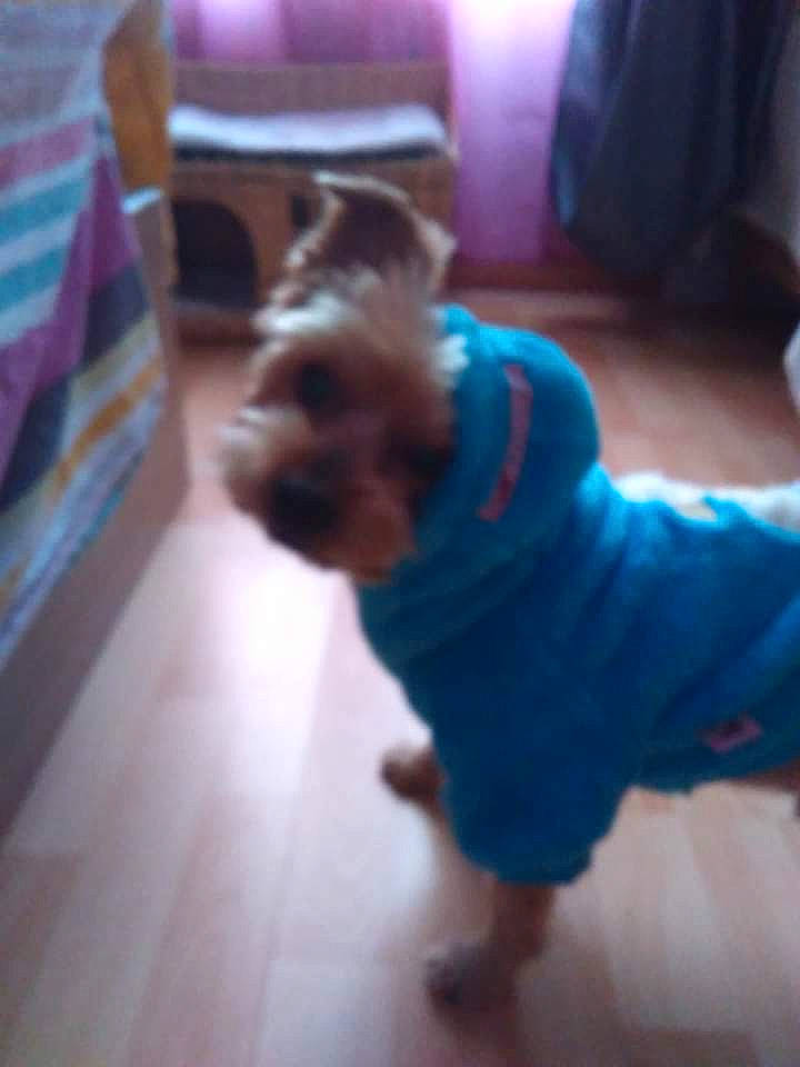 Bobby a rejoint le concours — aidez-le/la à gagner de superbes lots ! baby, baby_toddler_clothing, comfort, dog_breed, elbow, floor, flooring, foot, fun, hardwood, human_leg, knee, laminate_flooring, magenta, sitting, sportswear, thigh, toddler, wood, wood_flooring